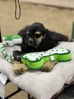 Akc red roan ch sire ch dam, a male Cocker Spaniel for sale in Jonesboro, IL – Photo 5 of 8