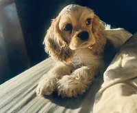 Akc red roan ch sire ch dam, a male Cocker Spaniel for sale in Jonesboro, IL – Photo 2 of 8