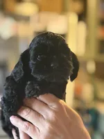 Akc Minnie, a female Cocker Spaniel for sale in Jonesboro, IL – 3 of 4