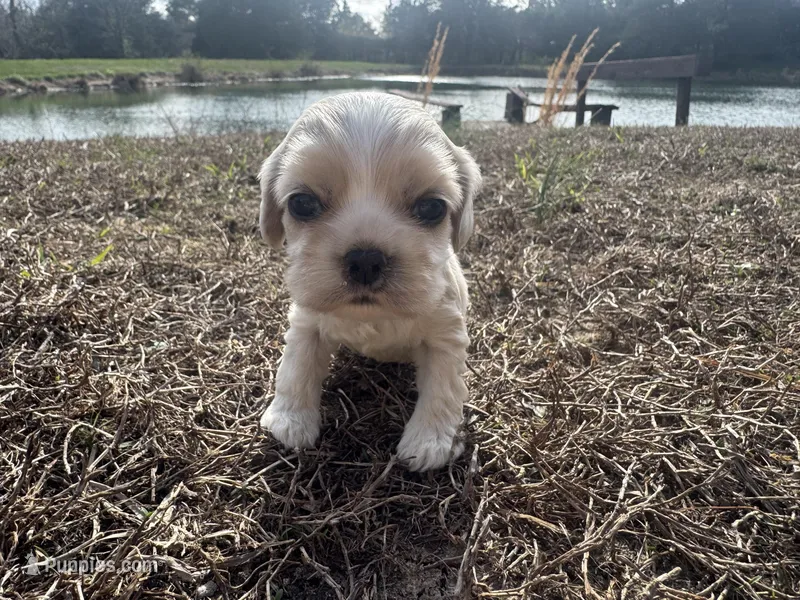 Luke, a male Cocker Spaniel for sale in Jonesboro, IL – Photo 1 of 2