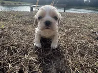 Luke, a male Cocker Spaniel for sale in Jonesboro, IL – Photo 2 of 2