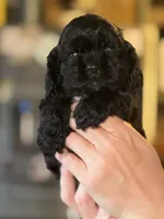 Akc Minnie, a female Cocker Spaniel for sale in Jonesboro, IL – 1 of 4