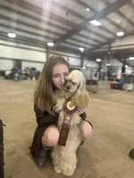 Akc murray, a male Cocker Spaniel for sale in Jonesboro, IL – 5 of 5