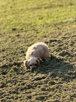 Akc Reba, a female Cocker Spaniel for sale in Jonesboro, IL – 5 of 7