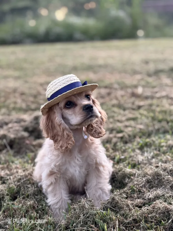Akc Reba – Cocker Spaniel puppy for sale in Jonesboro, IL