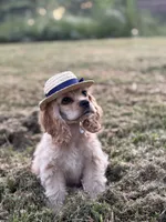Akc Reba, a female Cocker Spaniel for sale in Jonesboro, IL – 4 of 9