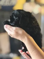 Akc murray, a male Cocker Spaniel for sale in Jonesboro, IL – 3 of 5