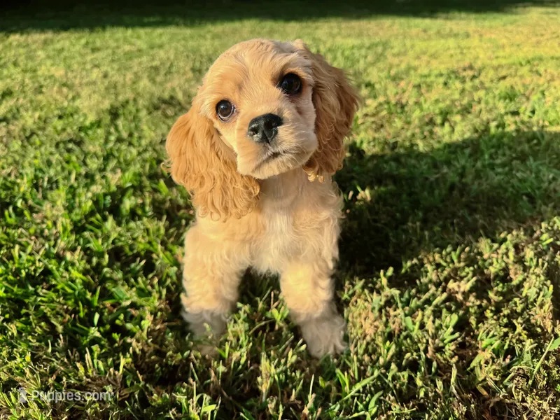 Akc Reba – Cocker Spaniel puppy for sale in Jonesboro, IL