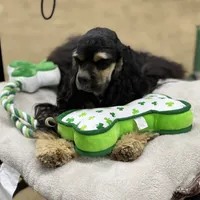 Akc blue roan, a male Cocker Spaniel for sale in Jonesboro, IL – Photo 4 of 9