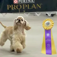 Akc blue roan, a male Cocker Spaniel for sale in Jonesboro, IL – Photo 5 of 9