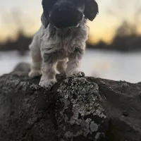 Akc blue roan, a male Cocker Spaniel for sale in Jonesboro, IL – Photo 7 of 9