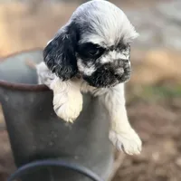Akc blue roan, a male Cocker Spaniel for sale in Jonesboro, IL – Photo 8 of 9