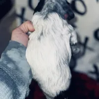 Akc blue roan, a male Cocker Spaniel for sale in Jonesboro, IL – Photo 3 of 9