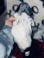 processed/d13c7b6f-fcac-403e-adb4-146118f1818a/listing/5f6a9aeb-8e71-49b8-a347-4c73763485aa/da5e05fa-d99d-4158-82d9-f97a08e87c51