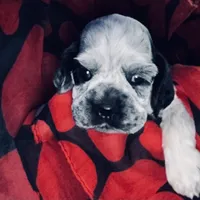 Akc blue roan, a male Cocker Spaniel for sale in Jonesboro, IL – Photo 2 of 9