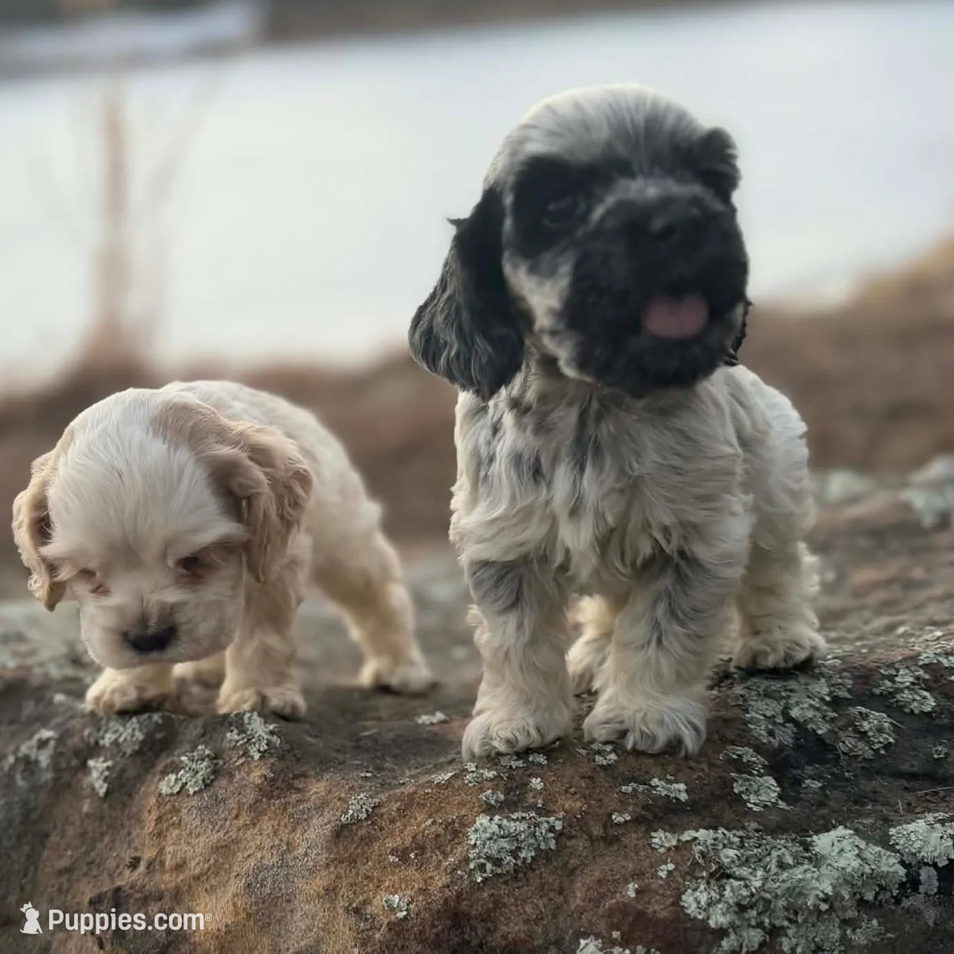 Akc blue roan, a male Cocker Spaniel for sale in Jonesboro, IL – Photo 9 of 9