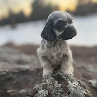 Akc blue roan, a male Cocker Spaniel for sale in Jonesboro, IL – Photo 1 of 9