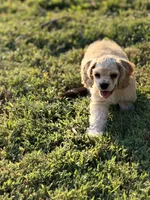 Akc Reba, a female Cocker Spaniel for sale in Jonesboro, IL – 3 of 7