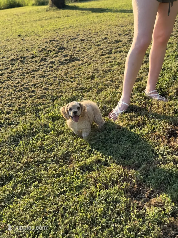 Akc Reba – Cocker Spaniel puppy for sale in Jonesboro, IL