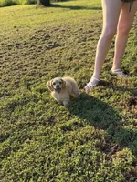 Akc Reba, a female Cocker Spaniel for sale in Jonesboro, IL – 1 of 7