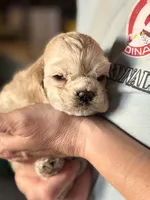 Akc mica , a female Cocker Spaniel for sale in Jonesboro, IL – 2 of 9