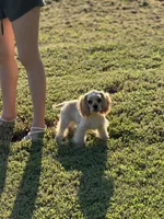 Akc benny, a male Cocker Spaniel for sale in Jonesboro, IL – 3 of 7