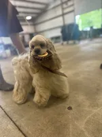 Akc benny, a male Cocker Spaniel for sale in Jonesboro, IL – 6 of 7