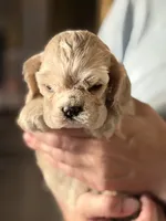 Akc mica , a female Cocker Spaniel for sale in Jonesboro, IL – 4 of 9