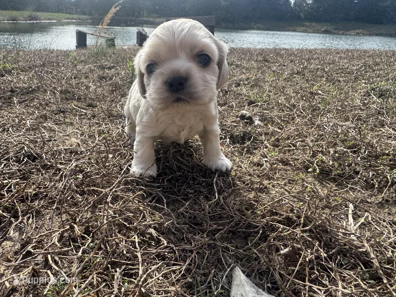 Layla – Cocker Spaniel puppy for sale in Jonesboro, IL