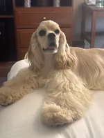 Layla, a female Cocker Spaniel for sale in Jonesboro, IL – Photo 4 of 5