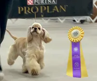 Layla, a female Cocker Spaniel for sale in Jonesboro, IL – Photo 3 of 5