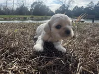 Layla, a female Cocker Spaniel for sale in Jonesboro, IL – Photo 2 of 5