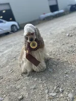 Akc mica , a female Cocker Spaniel for sale in Jonesboro, IL – 8 of 9