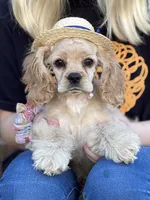 Akc Reba, a female Cocker Spaniel for sale in Jonesboro, IL – 3 of 9
