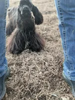 Akc ch sired, a male Cocker Spaniel for sale in Jonesboro, IL – Photo 6 of 7