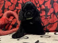 processed/d13c7b6f-fcac-403e-adb4-146118f1818a/listing/88e4c603-c565-4c56-a32a-734f2d7bcd4b/11a5198c-197b-4290-b7ad-41603a9b7ce8