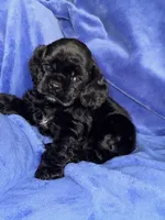 processed/d13c7b6f-fcac-403e-adb4-146118f1818a/listing/88e4c603-c565-4c56-a32a-734f2d7bcd4b/2ed0afd5-c96e-4028-b307-c9dede5278ff