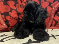 processed/d13c7b6f-fcac-403e-adb4-146118f1818a/listing/88e4c603-c565-4c56-a32a-734f2d7bcd4b/4cfc4148-4a40-406e-83fe-5df2ff93e139