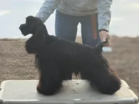 Akc ch sired, a male Cocker Spaniel for sale in Jonesboro, IL – Photo 1 of 7