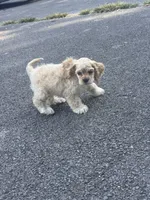 Akc Reba, a female Cocker Spaniel for sale in Jonesboro, IL – 7 of 9