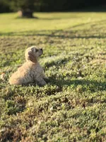 Akc Reba, a female Cocker Spaniel for sale in Jonesboro, IL – 2 of 7