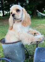 Akc benny, a male Cocker Spaniel for sale in Jonesboro, IL – 8 of 9