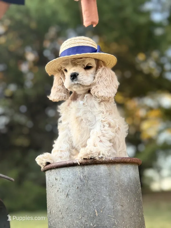 Akc mica  – Cocker Spaniel puppy for sale in Jonesboro, IL