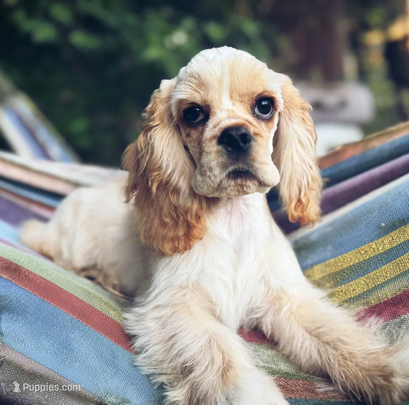 Akc benny – Cocker Spaniel puppy for sale in Jonesboro, IL