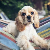 Akc benny, a male Cocker Spaniel for sale in Jonesboro, IL – 1 of 9