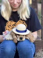 Akc Reba, a female Cocker Spaniel for sale in Jonesboro, IL – 2 of 9