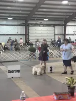 Akc benny, a male Cocker Spaniel for sale in Jonesboro, IL – 7 of 7