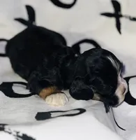 processed/d13c7b6f-fcac-403e-adb4-146118f1818a/listing/ae532899-5cdb-437b-ab92-6fb1ee684628/0eaf7c50-b45e-4c9c-aa18-36517b97d817