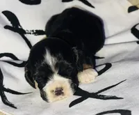 processed/d13c7b6f-fcac-403e-adb4-146118f1818a/listing/ae532899-5cdb-437b-ab92-6fb1ee684628/95b183e3-2de3-46ac-bec4-0ce810de4c25