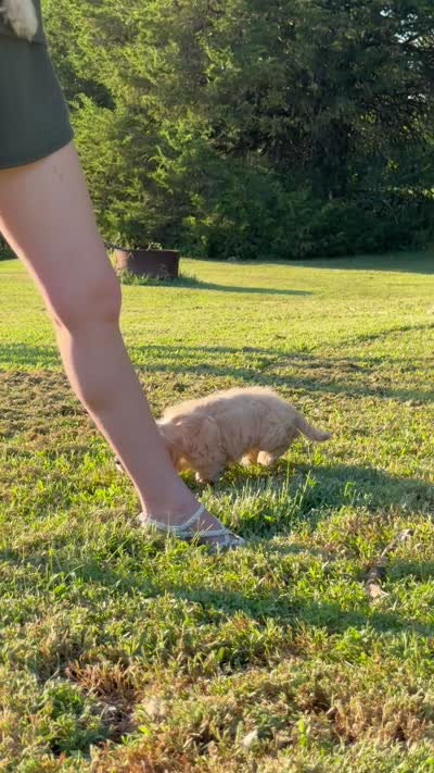 Akc Reba, a female Cocker Spaniel for sale in Jonesboro, IL – 7 of 7